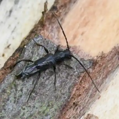 Foto von Kleiner Kurzdeckenbock (Nathrius brevipennis)