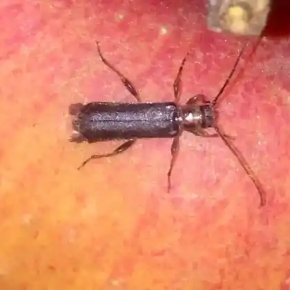 Foto von  (Phymatodes lividus)