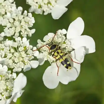 Foto von  (Plagionotus floralis)