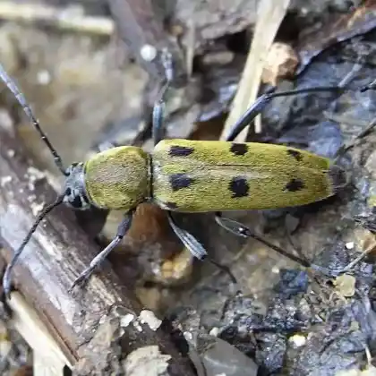 Foto von  (Chlorophorus pilosus)