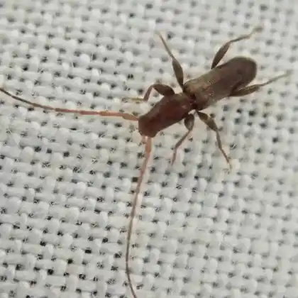 Foto von Weidenböckchen (Gracilia minuta)