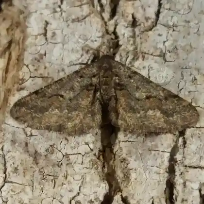 Foto von Brauner Breitflügelspanner (Agriopis bajaria)