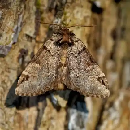 Foto von Buchen-Glattrandspinner (Drymonia obliterata)