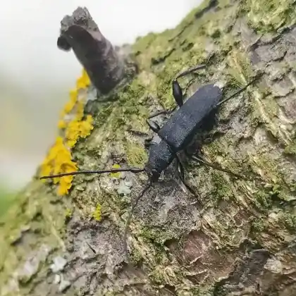 Foto von Kleiner Ahornbock (Ropalopus macropus)