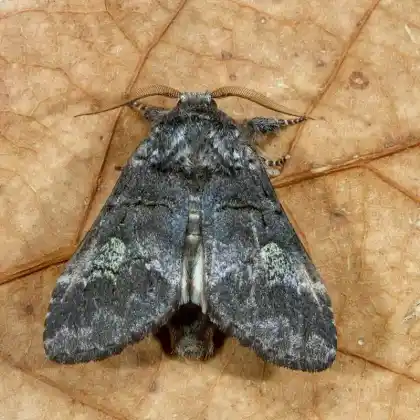 Foto von Weißbinden-Eichenbuschspinner (Drymonia querna)