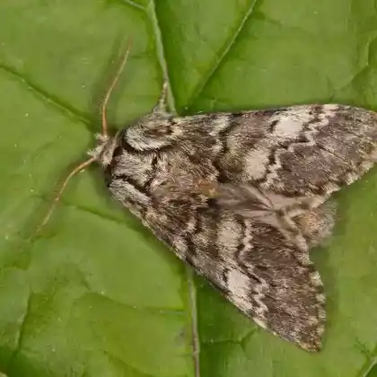Foto von Dunkelgrauer Zahnspinner (Drymonia ruficornis)