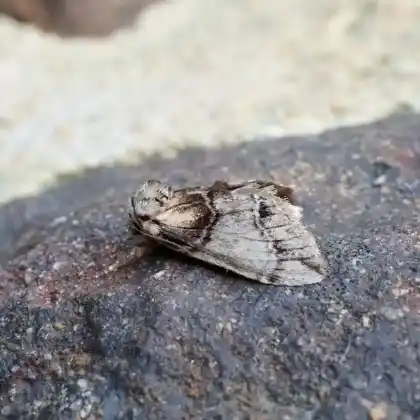 Foto von Südlicher Zahnspinner (Drymonia velitaris)
