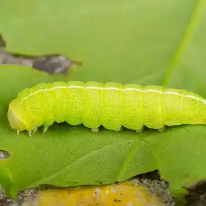Foto von Olivgrüne Eicheneule (Dryobotodes eremita)