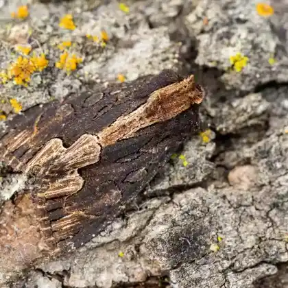 Foto von Trauereule (Dypterygia scabriuscula)