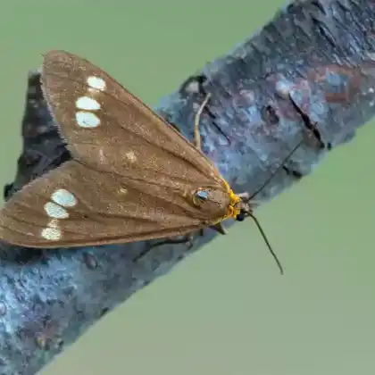 Foto von Kammerjungfer (Dysauxes ancilla)
