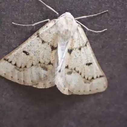 Foto von Heidekraut-Fleckenspanner (Dyscia fagaria)