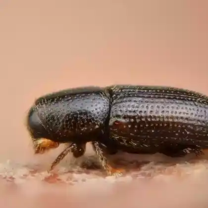 Foto von  (Crypturgus pusillus)