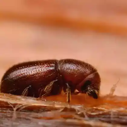 Foto von Zottiger Fichtenborkenkäfer (Dryocoetes autographus)