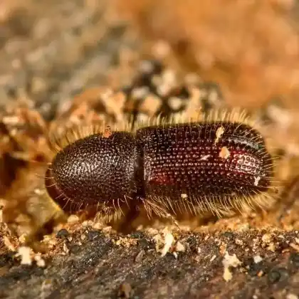 Foto von  (Dryocoetes villosus)