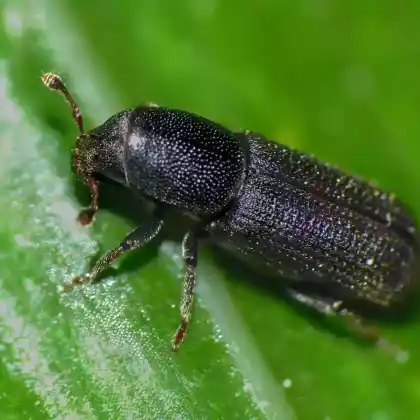 Foto von  (Hylastes ater)
