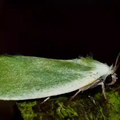 Foto von Weiden-Kahneulchen (Earias clorana)