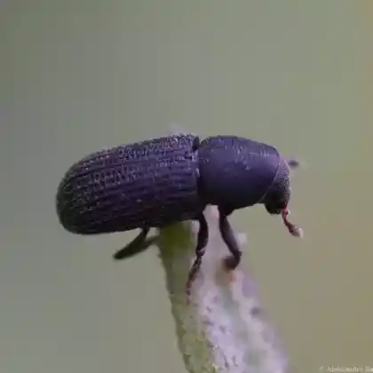 Foto von  (Hylastes opacus)