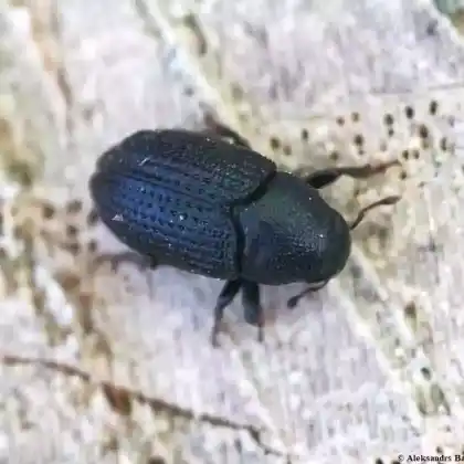Foto von Großer Schwarzer Eschenbastkäfer (Hylesinus crenatus)