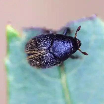 Foto von Kleiner Schwarzer Eschenbastkäfer (Hylesinus oleiperda)