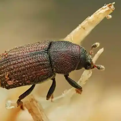 Foto von  (Hylurgops palliatus)