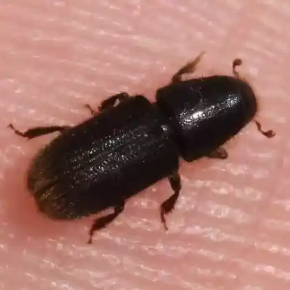 Foto von Rothaariger Kiefernbastkäfer (Hylurgus ligniperda)