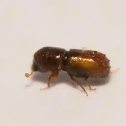 Foto von  (Ips acuminatus)