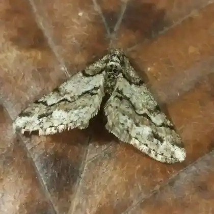 Foto von Weißgrauer Breitflügelspanner (Agriopis leucophaearia)