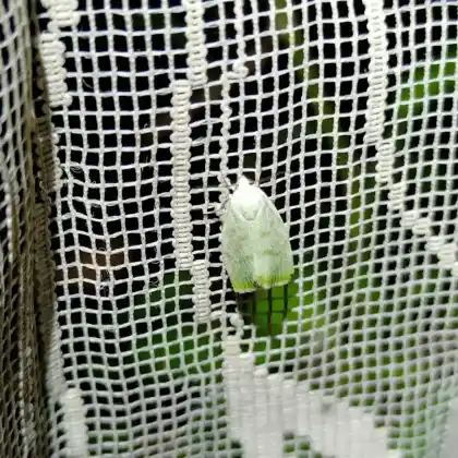 Foto von Silberpappel-Kahneulchen (Earias vernana)