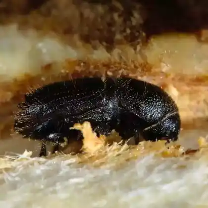 Foto von  (Ips amitinus)