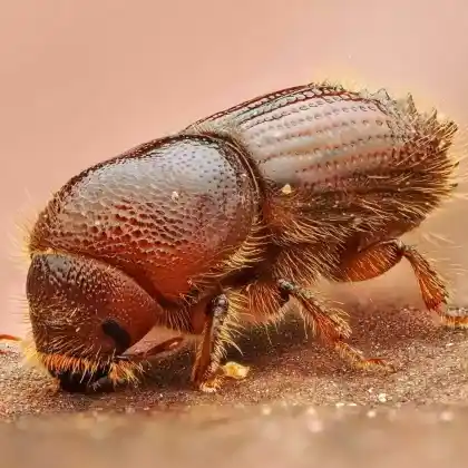 Foto von  (Ips sexdentatus)
