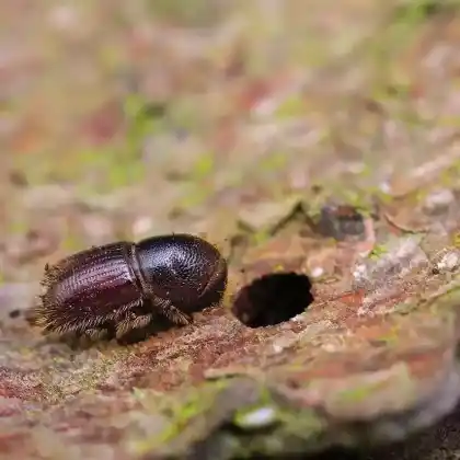 Foto von Buchdrucker (Ips typographus)