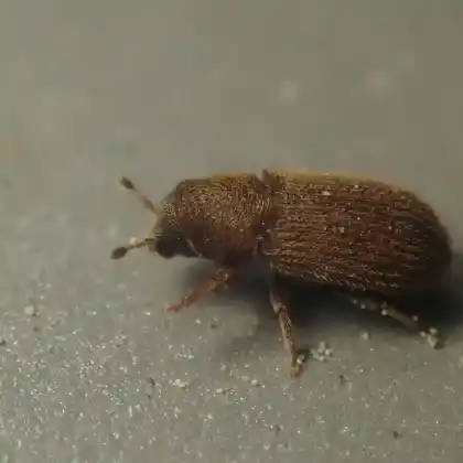Foto von  (Kissophagus hederae)