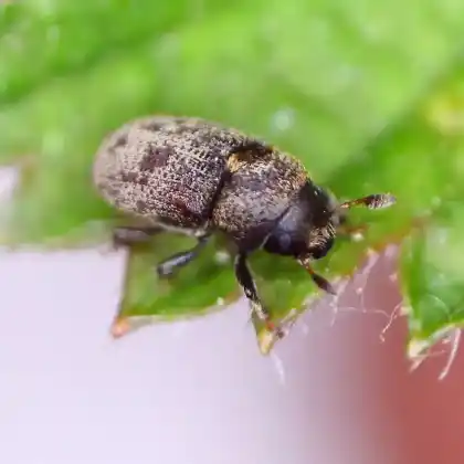 Foto von  (Leperisinus fraxini)