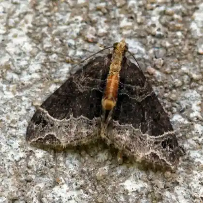 Foto von Gelbköpfiger Springkraut-Blattspanner (Ecliptopera capitata)