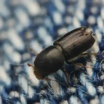 Foto von  (Pityogenes bidentatus)
