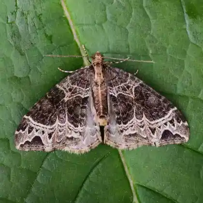 Foto von Weidenröschen-Blattspanner (Ecliptopera silaceata)