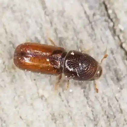 Foto von Kupferstecher (Pityogenes chalcographus)