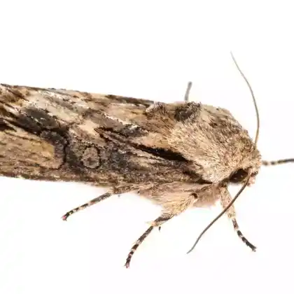 Foto von Ginster-Holzrindeneule (Egira conspicillaris)