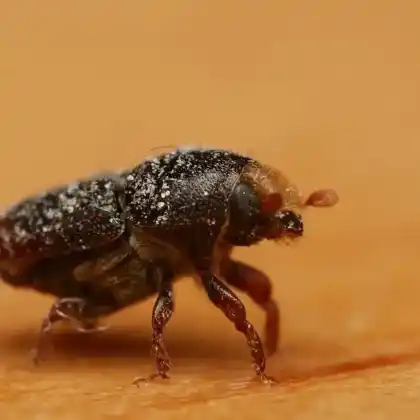 Foto von  (Scolytus multistriatus)
