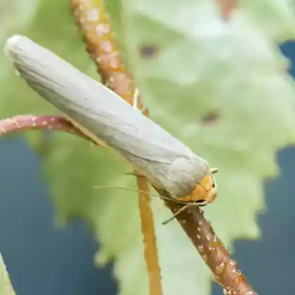 Foto von Weißgraues Flechtenbärchen (Eilema caniola)
