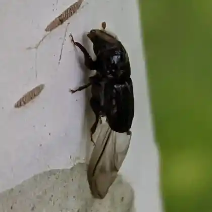 Foto von  (Scolytus ratzeburgi)