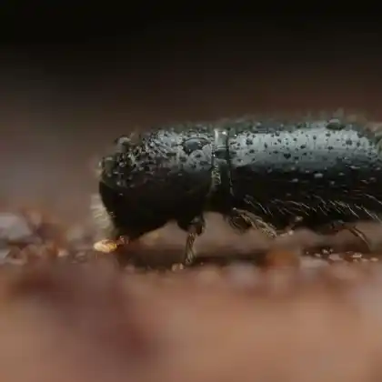 Foto von Kleiner Buchenborkenkäfer (Taphrorychus bicolor)