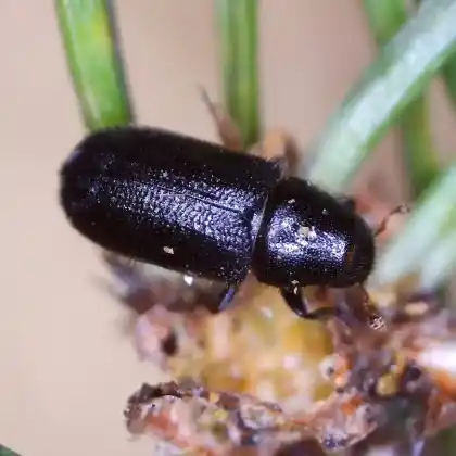 Foto von Großer Waldgärtner (Tomicus piniperda)