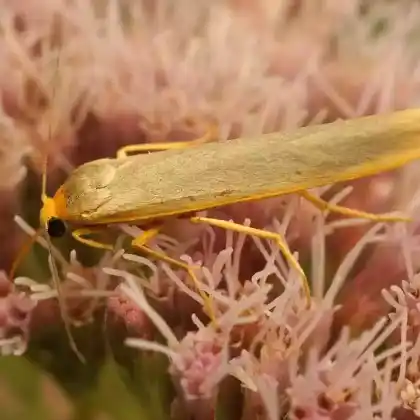 Foto von Gelbleib-Flechtenbärchen (Eilema complana)