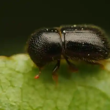 Foto von Ungleicher Holzbohrer (Xyleborus dispar)