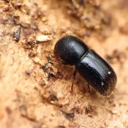 Foto von  (Xyleborus germanus)