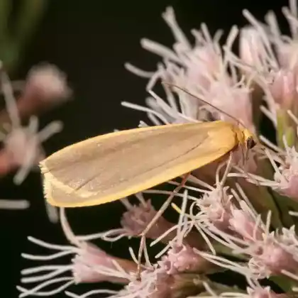 Foto von Nadelwald-Flechtenbärchen (Eilema depressa)