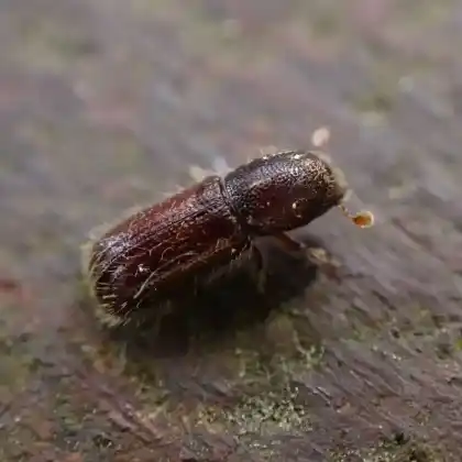 Foto von  (Xylocleptes bispinus)