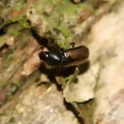 Foto von Laub-Nutzholzborkenkäfer (Xyloterus domesticus)