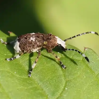Foto von  (Anthribus albinus)